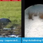 Descubre la fascinante observación de aves en el Parque Nacional de Neusiedler See-Seewinkel en Austria: Un destino imperdible para los amantes del turismo y la naturaleza